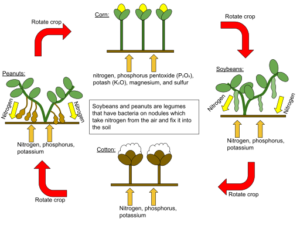 Roman Agriculture: Top 5 Roman Agricultural Practices