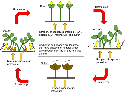 Roman Agriculture: Top 5 Roman Agricultural Practices